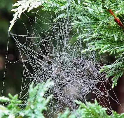 telaraña